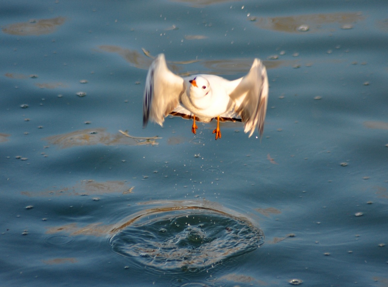 Chroicocephalus ridibundus